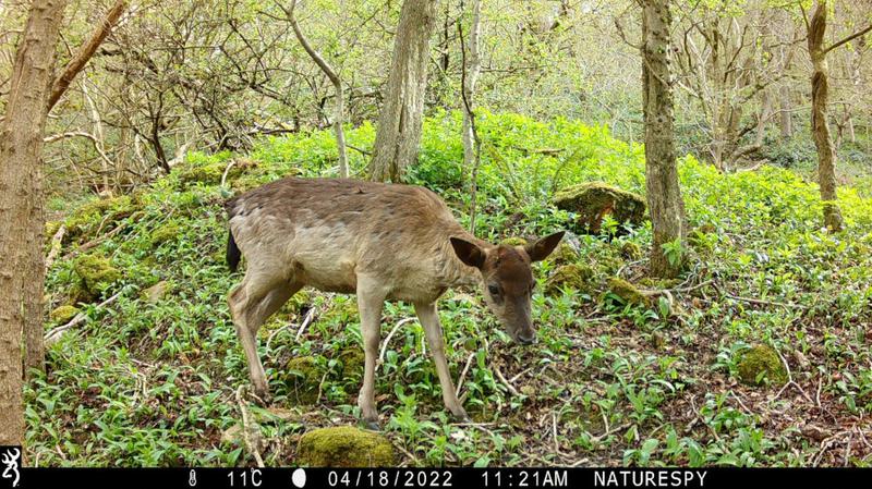 Fallow deer photo Browning Recon Force Elite HP5